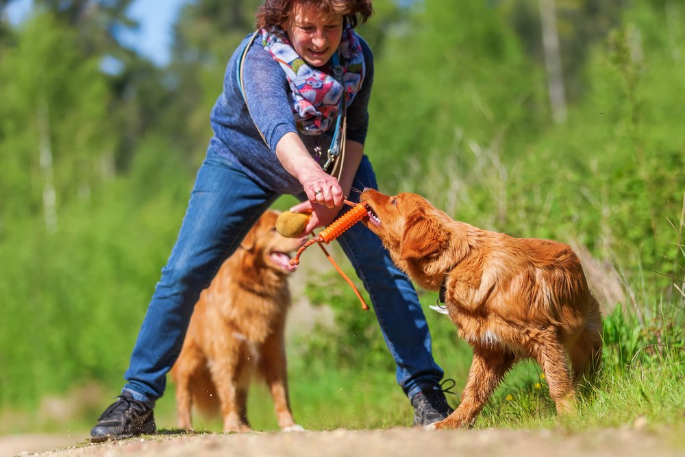 Woman plays with Nova Scotia duck tolling retriever