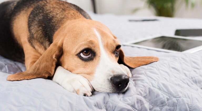 Scared Dog