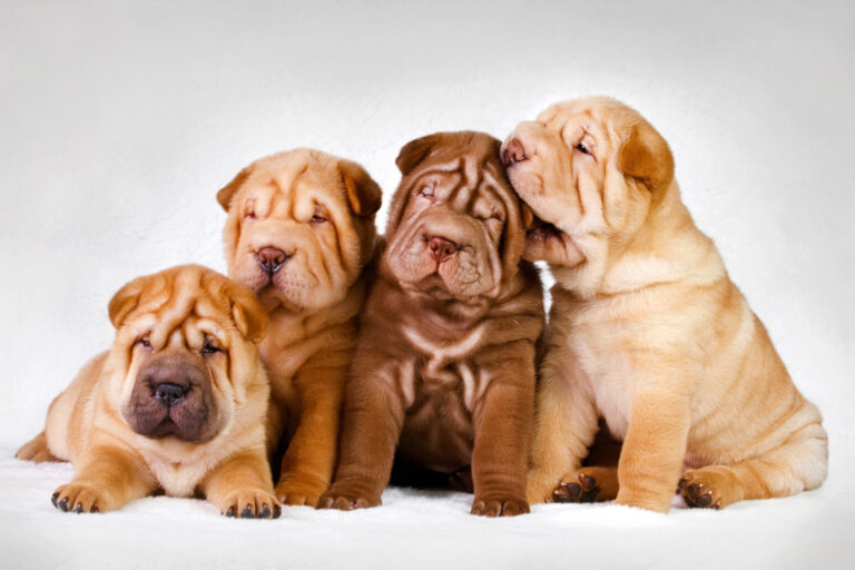 Shar pei Puppies