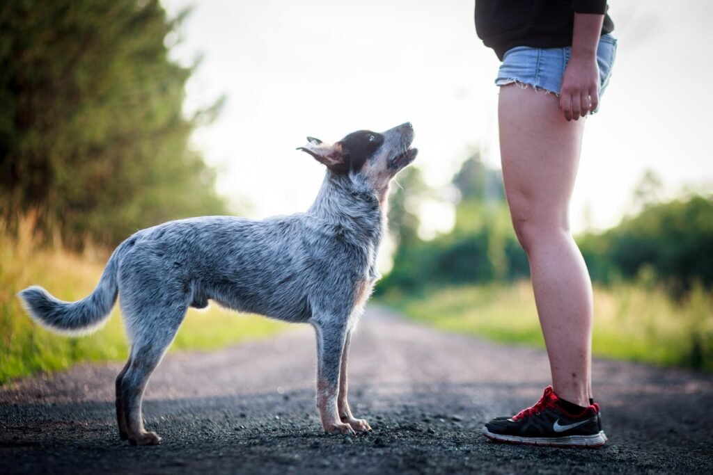 Blue Heeler