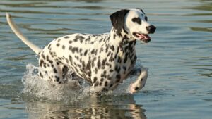 Dalmation running in lake