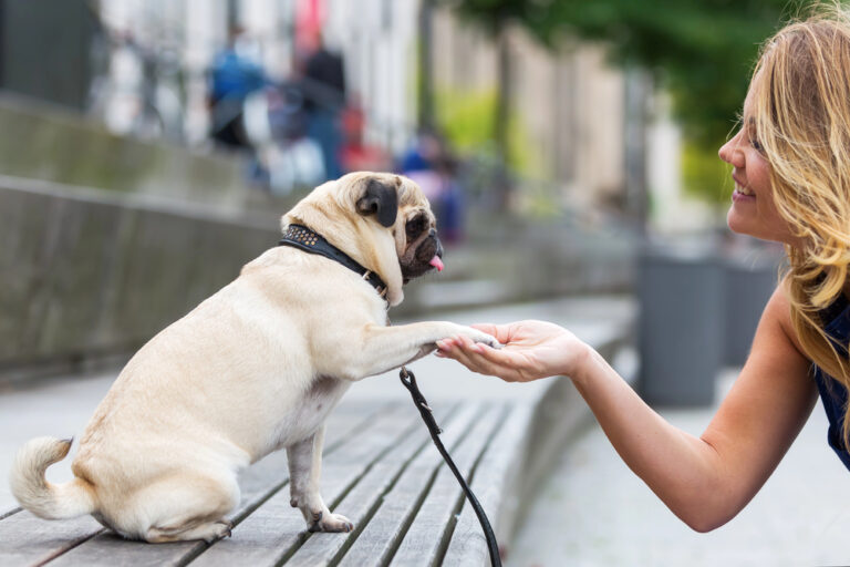 Pug gives a young woman the paw