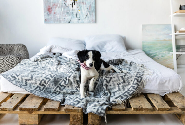 dog in bed