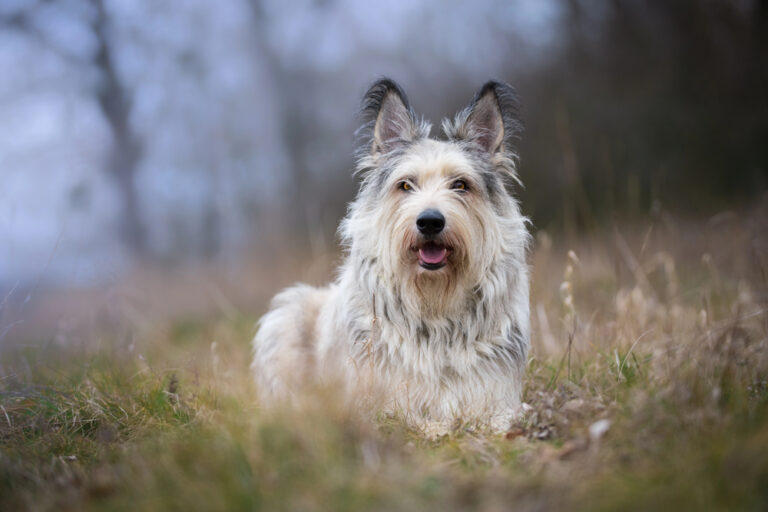 Berger picard dog in winter the field