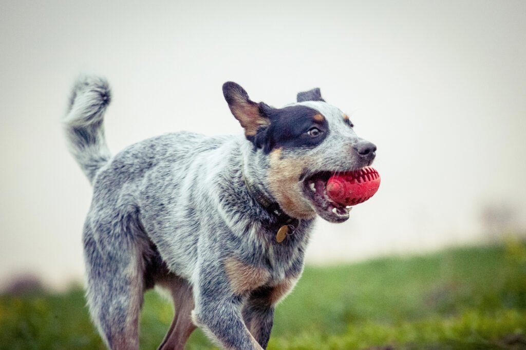 Blue Heeler