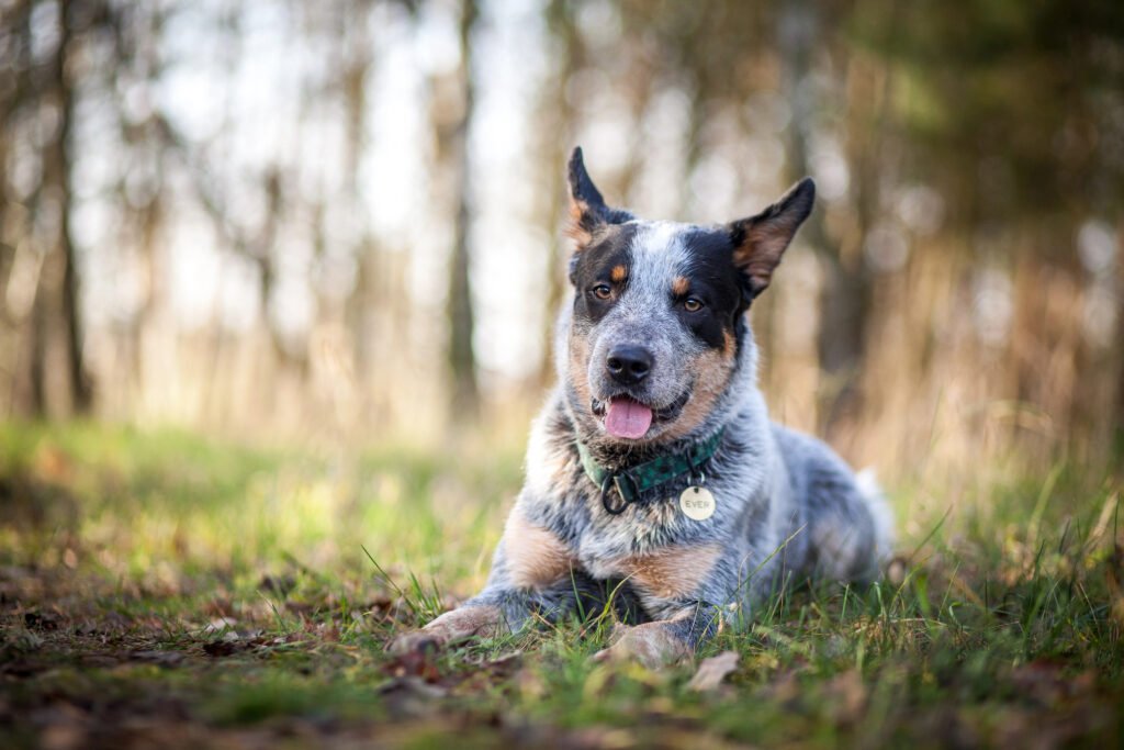 blue Heeler