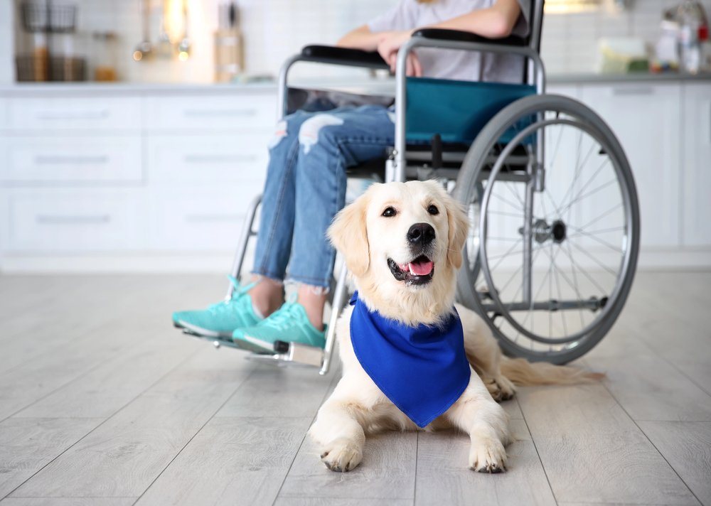 Cute service dog lying on floor near girl in wheelchair indoors