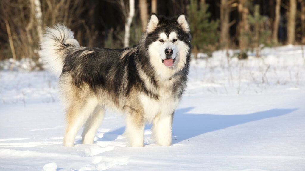 Alaskan Malamute