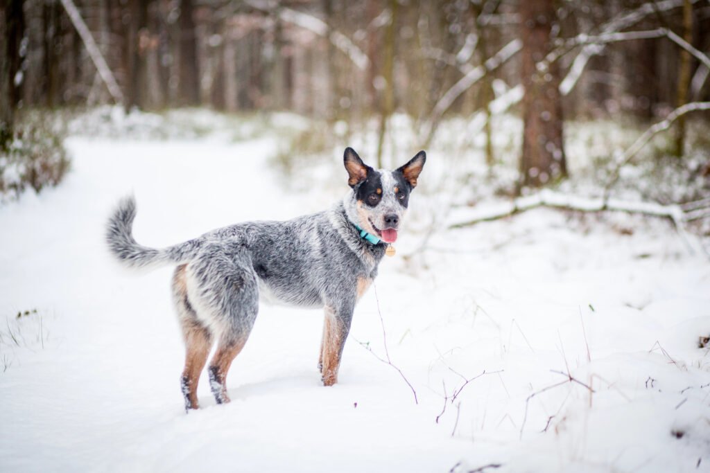 Blue Heeler