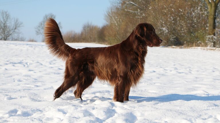 Brown flat coated retriever in snow