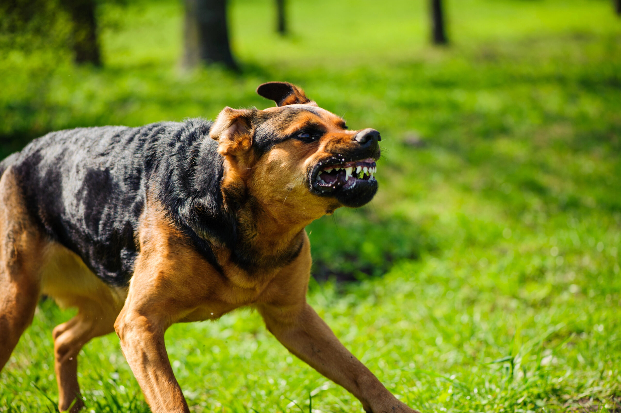 Aggressive growling 