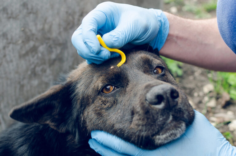 Human hands in blue gloves remove the tick from the dog.