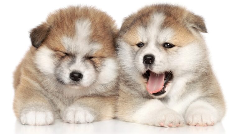 Featured image: Japanese Akita puppies