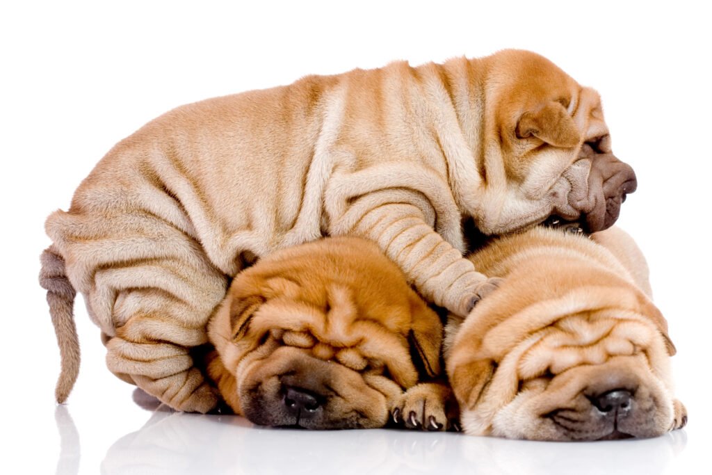 Shar Pei Puppies 