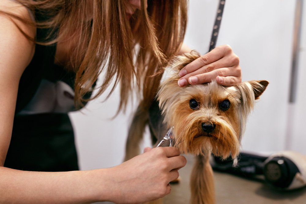 Dog Grooming At Pet Salon