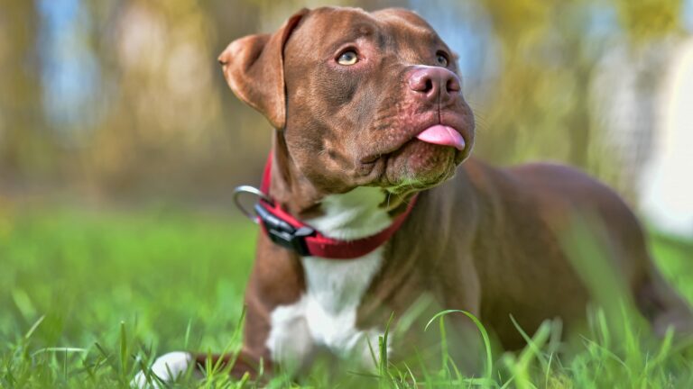 brown pit bull terrier with not cropped ears