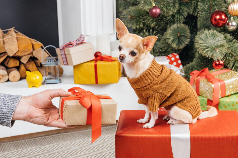 Partial view of man holding wrapped gift for chihuahua dog.