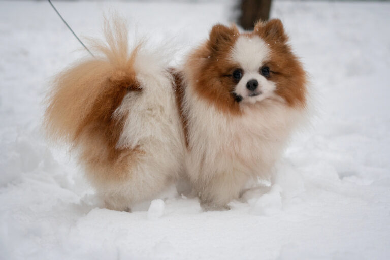 Beautiful German Spitz dog