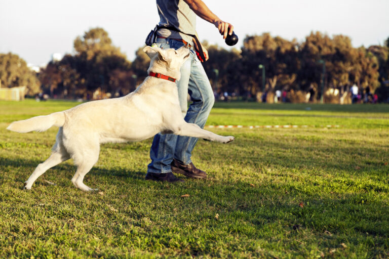Labrador and Trainer with Dog Chew Toy at Park