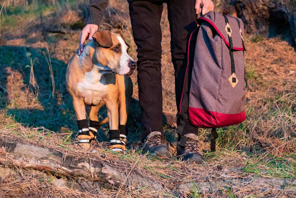 Hiker and dog in hiking shoes stand side by side in the forest.