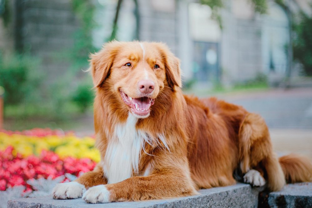 Nova Scotia Duck Tolling Retriever