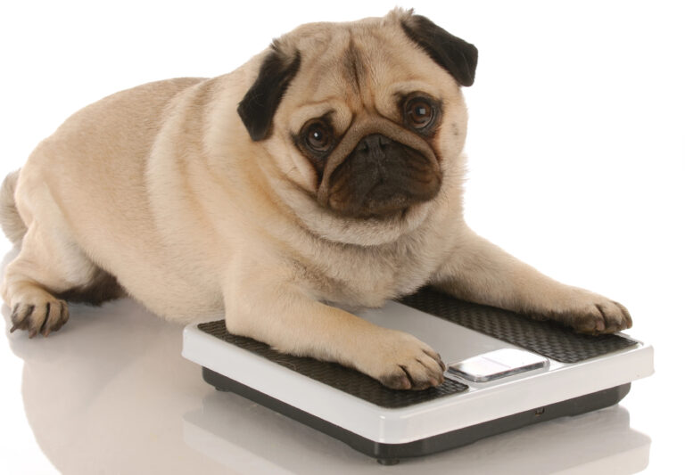 Pug dog sitting on a weighing scale.