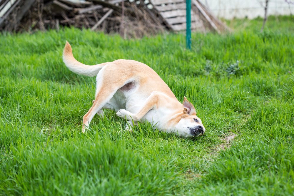 Close up of dog playing on grass