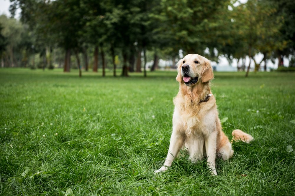 Golden retriever dog sitting on green lawn in park