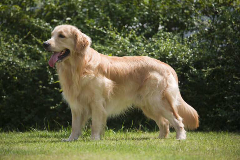 Featured image: Golden retriever with shiny coat.