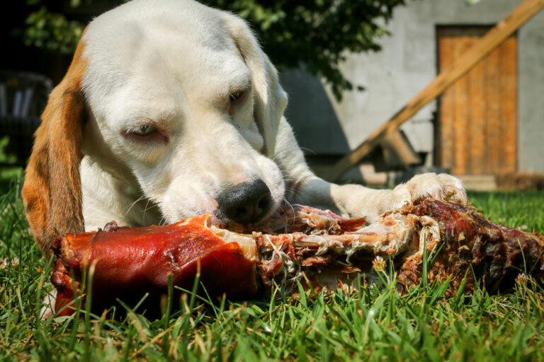 Beagle lying on meadow and eating bone
