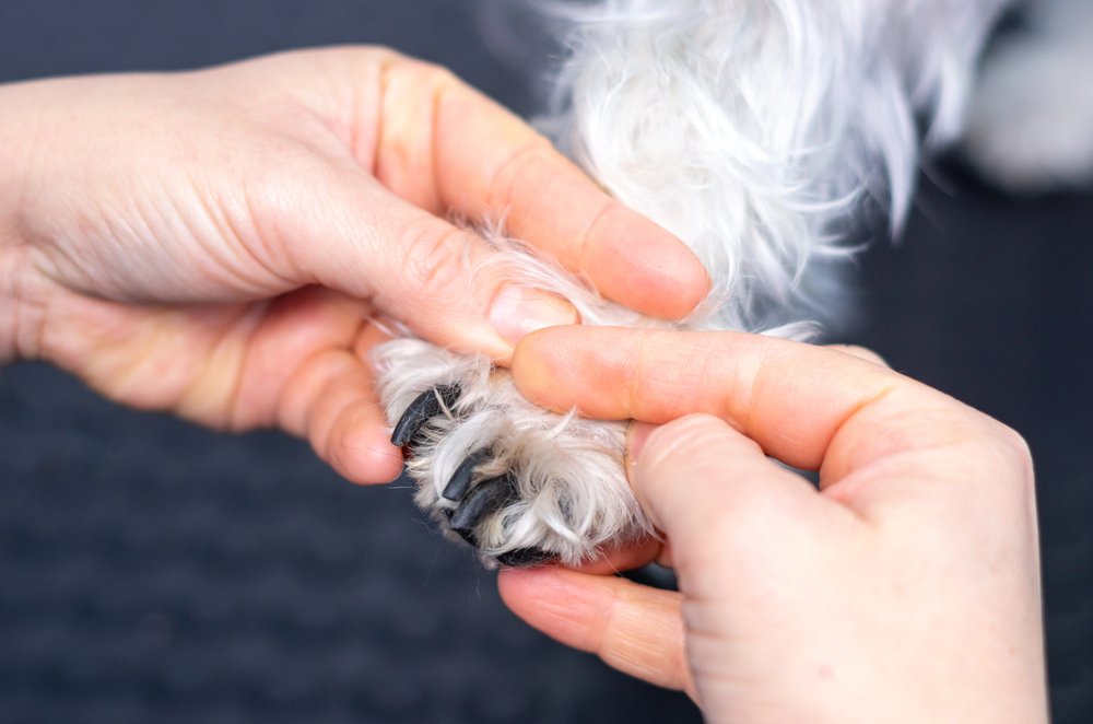 Inspecting a dog's paws.