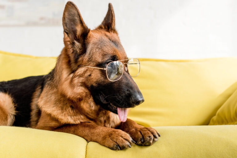 dog glasses