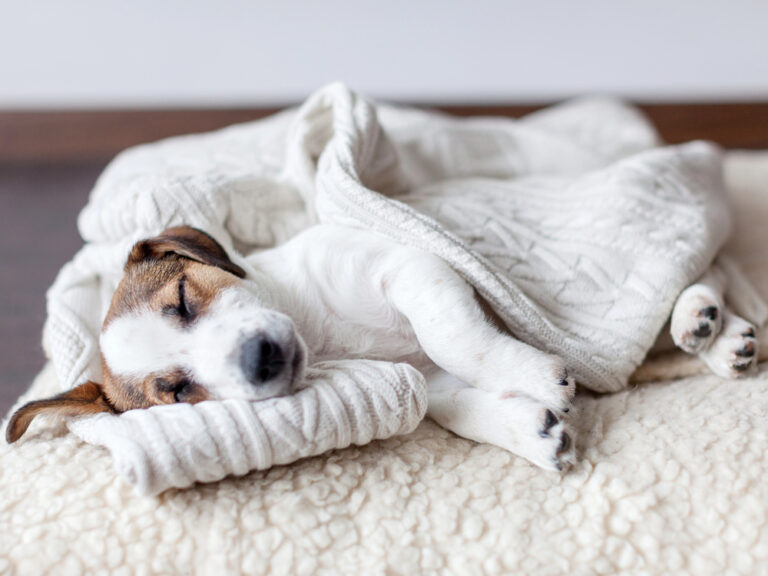 Sleeping puppy on dog bed