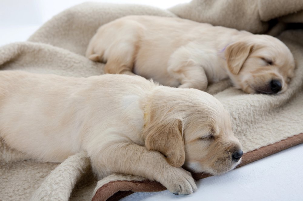 Golden retriever puppies sleeping in blankets.