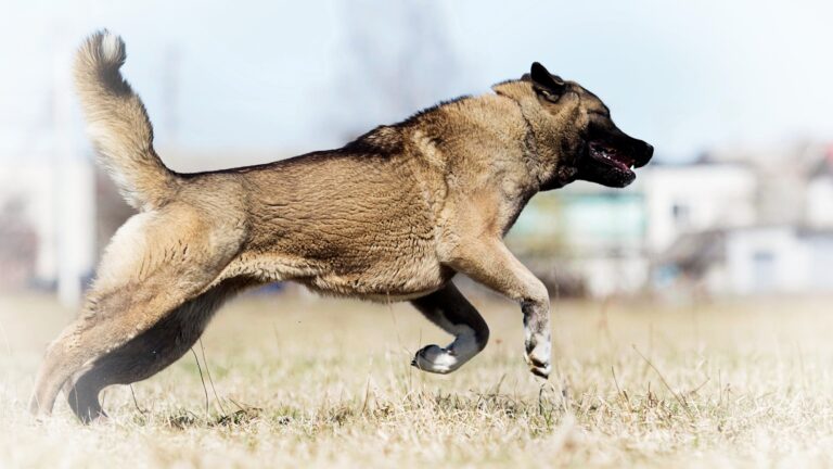 american akita adult dog running