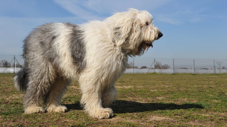 Purebred Old English Sheepdog upright in a garden