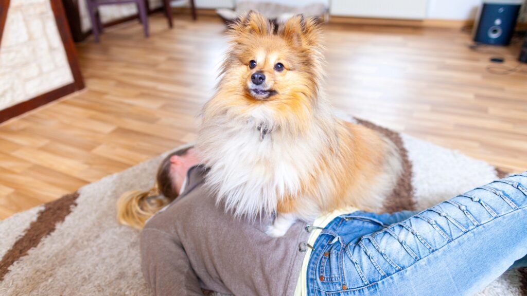 Shetland pup jumping on owner
