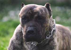 Big dog, cane corso,pressa canario