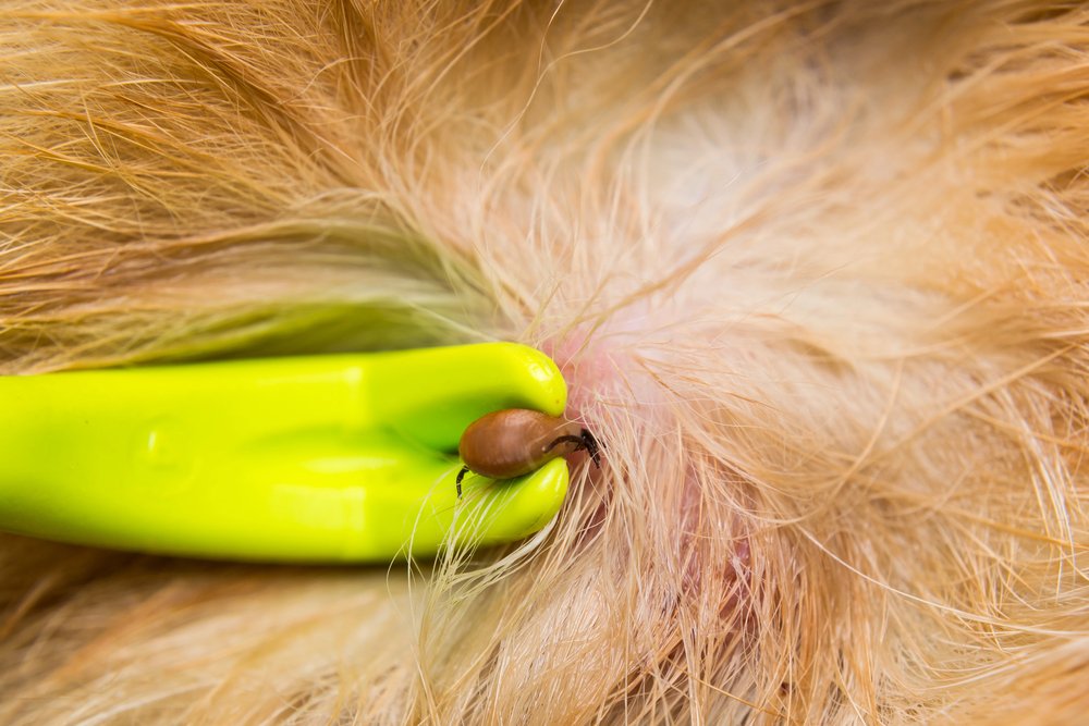Removing a tick from dog skin with tick remover tool