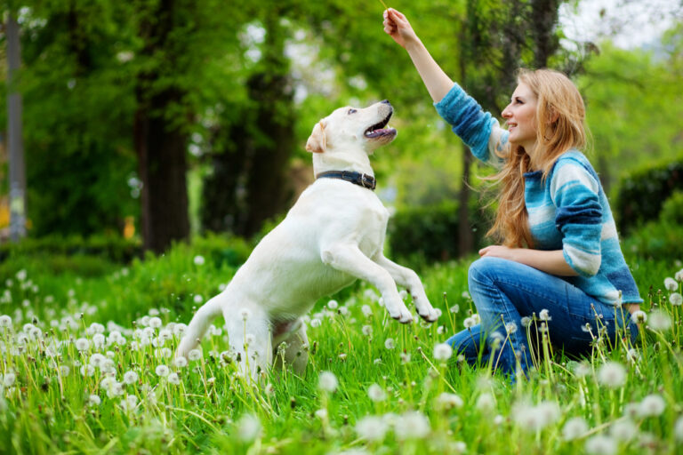 Featured image: Woman with labrador