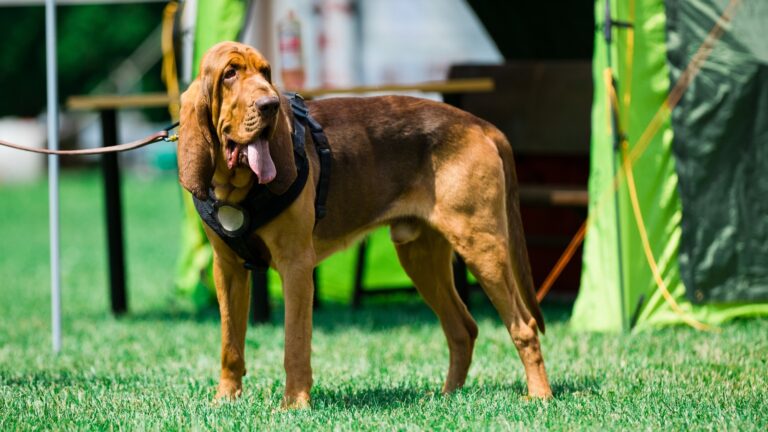 Bloodhound