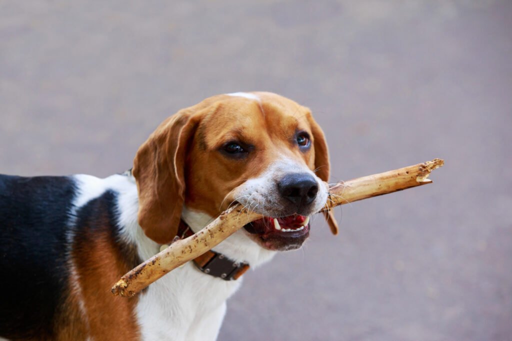 American Foxhound dog holding a stick in its mouth.