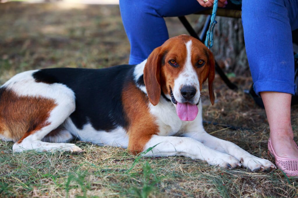 American Foxhound dog sitting.