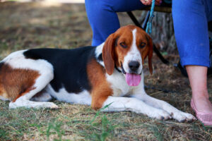 American Foxhound dog sitting.