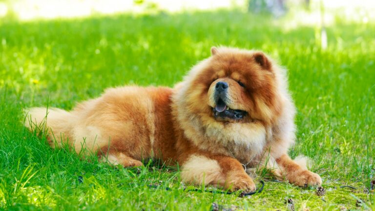 Featured image: Chow Chow sitting on grass
