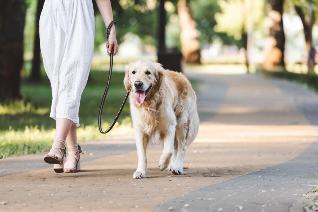 Golden retriever dog walking in a park.