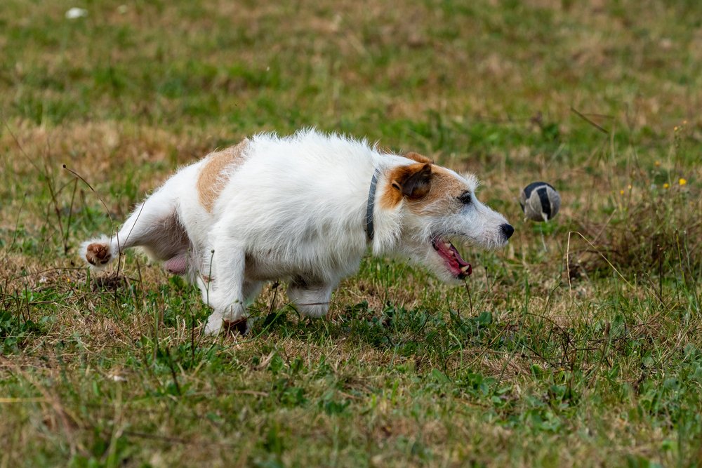 Jack Russel Terrier on a Meadow