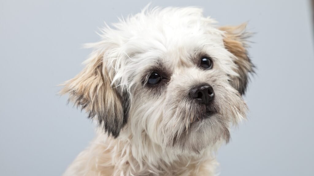 White boomer dog gazing