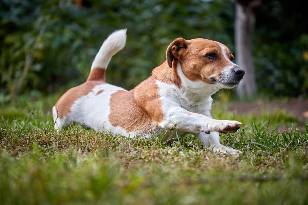 Cute beautiful dog Jack Russell on a walk stretches 