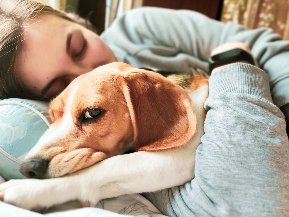Girl and beagle dog sleep together